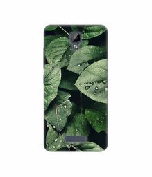 Amazon Brand - Solimo Designer Leafs 3D Printed Hard Back Case Mobile Cover for Gionee P7 Max