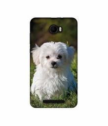 Amazon Brand - Solimo Designer White Dog UV Printed Soft Back Case Mobile Cover for Karbonn K9 Viraat