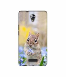 Amazon Brand - Solimo Designer Squirrel 3D Printed Hard Back Case Mobile Cover for Micromax Canvas Pace 4G Q416