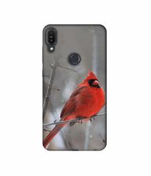 Amazon Brand - Solimo Designer Red Engry Bird 3D Printed Hard Back Case Mobile Cover for Asus Zenfone Max Pro M1 ZB601KL