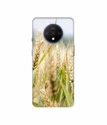 Amazon Brand - Solimo Designer Wheat Plant 3D Printed Hard Back Case Mobile Cover for OnePlus 7T