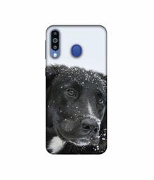 Amazon Brand - Solimo Designer Labrador Dog 3D Printed Hard Back Case Mobile Cover for Samsung Galaxy M21