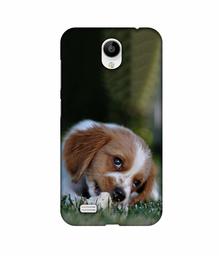 Amazon Brand - Solimo Designer Cute Puppy 3D Printed Hard Back Case Mobile Cover for Vivo Y21L