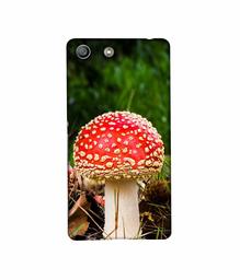 Amazon Brand - Solimo Designer Red Mushroom 3D Printed Hard Back Case Mobile Cover for Sony Xperia M5 Dual