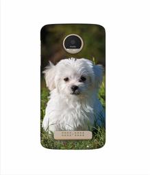 Amazon Brand - Solimo Designer White Dog 3D Printed Hard Back Case Mobile Cover for Motorola Moto Z Play