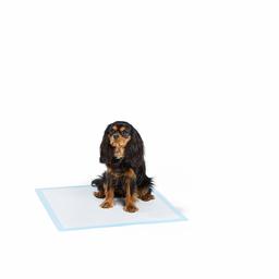 AmazonBasics Paquet de 50 tapis d'entraînement à la propreté très résistants pour animaux domestiques et chiots, Standard