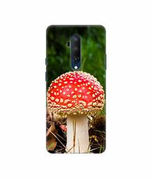 Amazon Brand - Solimo Designer Red Mushroom 3D Printed Hard Back Case Mobile Cover for OnePlus 7T Pro