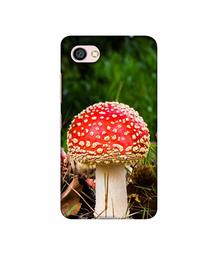 Amazon Brand - Solimo Designer Red Mushroom 3D Printed Hard Back Case Mobile Cover for Xiaomi Redmi Y1 Lite