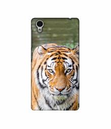 Amazon Brand - Solimo Designer Tiger in Water 3D Printed Hard Back Case Mobile Cover for Vivo Y51L