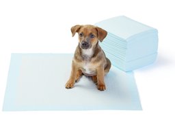 AmazonBasics Puppy Pads Trainingsunterlagen für Welpen, Standardgröße, 50 Stück