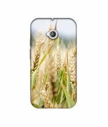 Amazon Brand - Solimo Designer Wheat Plant 3D Printed Hard Back Case Mobile Cover for Motorola Moto E 2nd Generation