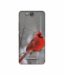 Amazon Brand - Solimo Designer Red Engry Bird 3D Printed Hard Back Case Mobile Cover for Micromax Canvas Juice 3 Q392