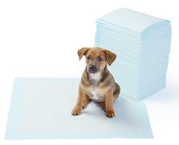 AmazonBasics Pet Training Pads, Regular, X-Count