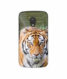 Amazon Brand - Solimo Designer Tiger in Water 3D Printed Hard Back Case Mobile Cover for Motorola Moto G 2nd Generation