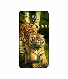 Amazon Brand - Solimo Designer Tiger 3D Printed Hard Back Case Mobile Cover for Micromax Canvas Pace 4G Q416