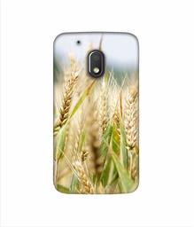 Amazon Brand - Solimo Designer Wheat Plant 3D Printed Hard Back Case Mobile Cover for Motorola Moto G4 Play