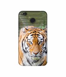 Amazon Brand - Solimo Designer Tiger in Water 3D Printed Hard Back Case Mobile Cover for Xiaomi Redmi 4