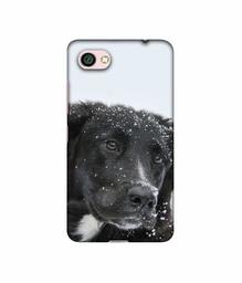 Amazon Brand - Solimo Designer Labrador Dog 3D Printed Hard Back Case Mobile Cover for Xiaomi Redmi Y1 Lite