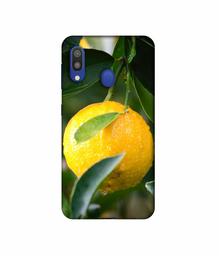 Amazon Brand - Solimo Designer Lemon 3D Printed Hard Back Case Mobile Cover for Samsung Galaxy M20