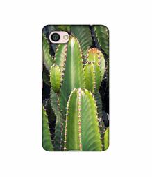 Amazon Brand - Solimo Designer Desert Plant 3D Printed Hard Back Case Mobile Cover for Xiaomi Redmi Y1 Lite