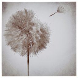 Amazon Brand – Rivet Faded Dandelion in The Breeze Canvas Wall Art Decor, 30