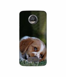 Amazon Brand - Solimo Designer Cute Puppy 3D Printed Hard Back Case Mobile Cover for Moto Z2 Play