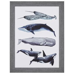 Amazon Brand – Stone & Beam Rustic Whale Species Print, Grey Frame, 32