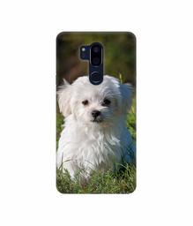 Amazon Brand - Solimo Designer White Dog 3D Printed Hard Back Case Mobile Cover for LG G7 ThinQ