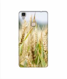 Amazon Brand - Solimo Designer Wheat Plant 3D Printed Hard Back Case Mobile Cover for Vivo V3 Max