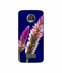 Amazon Brand - Solimo Designer Wheat Flower 3D Printed Hard Back Case Mobile Cover for Moto Z2 Play