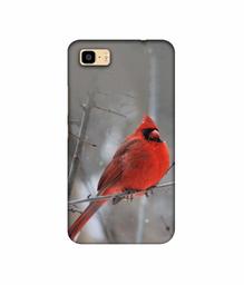 Amazon Brand - Solimo Designer Red Engry Bird 3D Printed Hard Back Case Mobile Cover for Asus Zenfone 3S Max