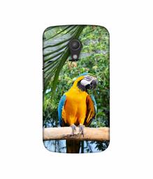 Amazon Brand - Solimo Designer Macaw Bird 3D Printed Hard Back Case Mobile Cover for Motorola Moto G 2nd Generation