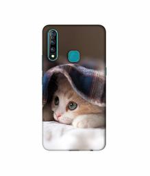 Amazon Brand - Solimo Designer Sleepy Kitten 3D Printed Hard Back Case Mobile Cover for Vivo Z1 Pro