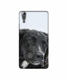 Amazon Brand - Solimo Designer Labrador Dog 3D Printed Hard Back Case Mobile Cover for Lenovo A6000 / A6000 Plus