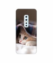 Amazon Brand - Solimo Designer Sleepy Kitten 3D Printed Hard Back Case Mobile Cover for Vivo V17 Pro