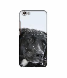 Amazon Brand - Solimo Designer Labrador Dog 3D Printed Hard Back Case Mobile Cover for Vivo Y69