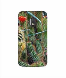 Amazon Brand - Solimo Designer Cactus 3D Printed Hard Back Case Mobile Cover for Motorola Moto G4 Play