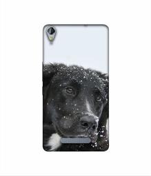 Amazon Brand - Solimo Designer Labrador Dog 3D Printed Hard Back Case Mobile Cover for Micromax Canvas Juice 3Plus Q394