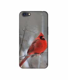 Amazon Brand - Solimo Designer Red Engry Bird 3D Printed Hard Back Case Mobile Cover for Oppo A71