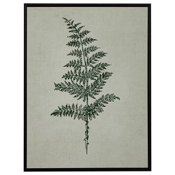 Amazon Brand – Stone & Beam Modern Print Wall Art of Green Fern, Espresso-Color Frame, 31.75