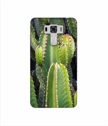 Amazon Brand - Solimo Designer Desert Plant 3D Printed Hard Back Case Mobile Cover for Asus Zenfone 3 Laser ZC551KL