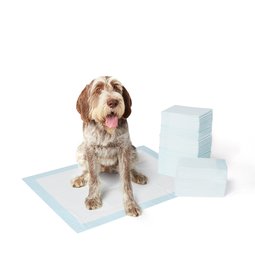 AmazonBasics Pet Training Pads