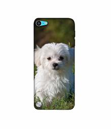 Amazon Brand - Solimo Designer White Dog 3D Printed Hard Back Case Mobile Cover for Apple iPod Touch 5th Generation