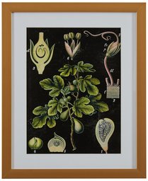 Amazon Brand – Rivet Green Botanical Anatomy Print in Gold Frame Wall Art, 13