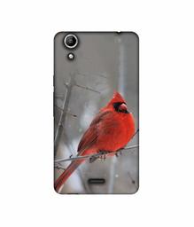 Amazon Brand - Solimo Designer Red Engry Bird 3D Printed Hard Back Case Mobile Cover for Micromax Canvas Selfie 2 Q340