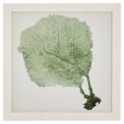 Amazon Brand – Stone & Beam Classic Seafoam Green Sea Fan Coral Coastal Print Wall Art Decor - 23