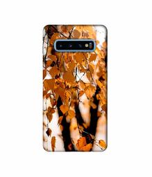 Amazon Brand - Solimo Designer Autumn Photography 3D Printed Hard Back Case Mobile Cover for Samsung Galaxy S10 Plus