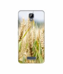 Amazon Brand - Solimo Designer Wheat Plant 3D Printed Hard Back Case Mobile Cover for Gionee P7 Max