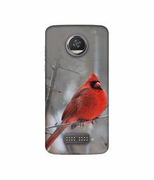 Amazon Brand - Solimo Designer Red Engry Bird 3D Printed Hard Back Case Mobile Cover for Moto Z2 Play