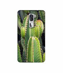 Amazon Brand - Solimo Designer Desert Plant 3D Printed Hard Back Case Mobile Cover for Coolpad Cool1 Dual